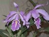 Cattleya maxima 